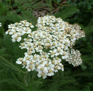 Sandy Soil Plants